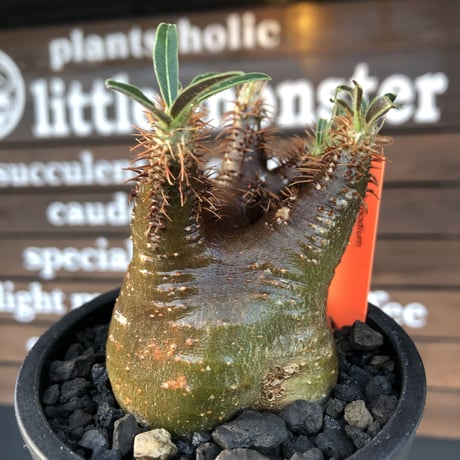 pachypodium  gracilius《大きめS size》激希少‼︎極green肌&赤棘※現地球発根済株※店主国内管理2年株※短枝ぼってり樹形＆枝振りも◎※mad black pot植え