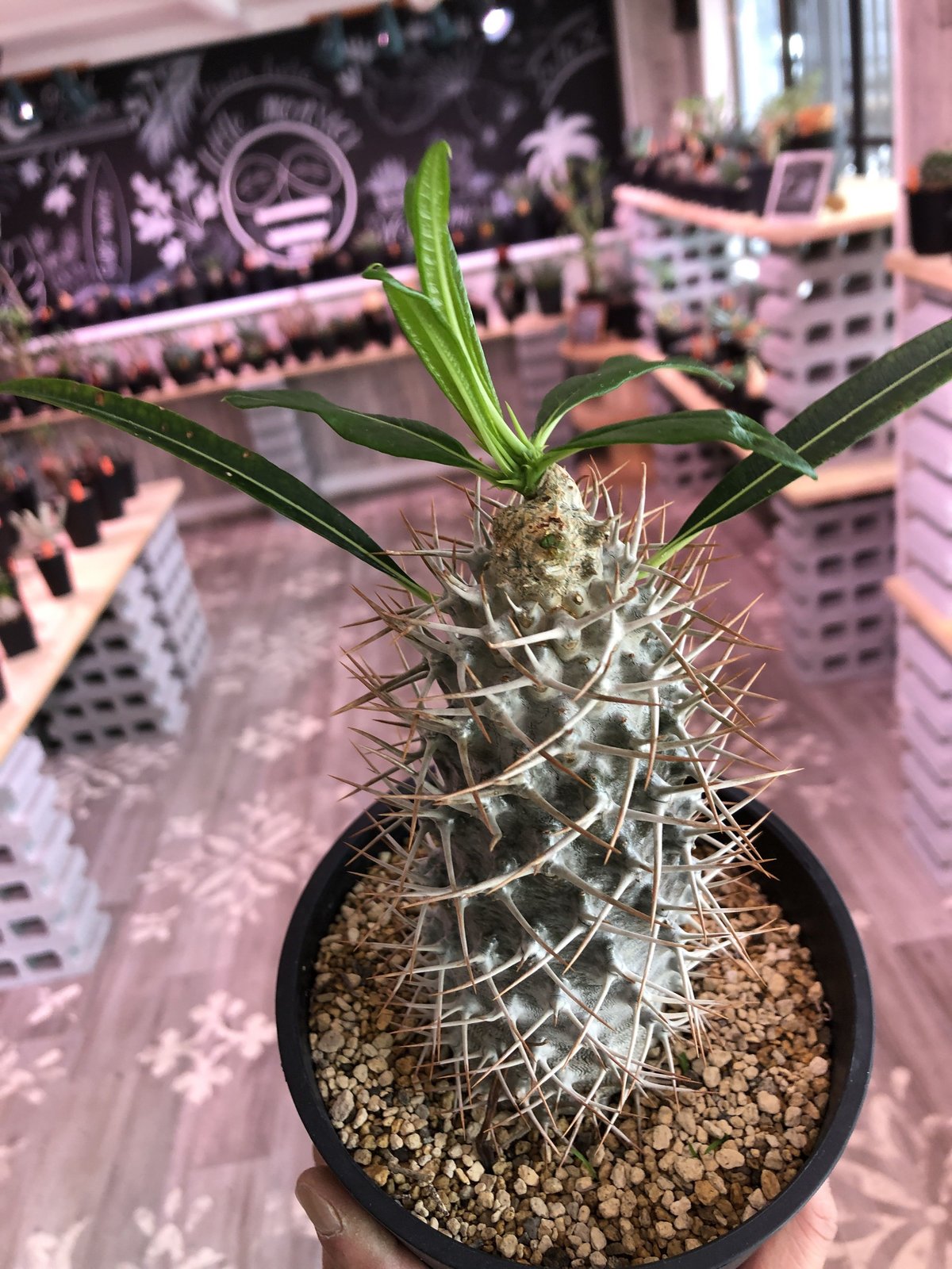 packypodium geayi《L size》 | plants holic 
