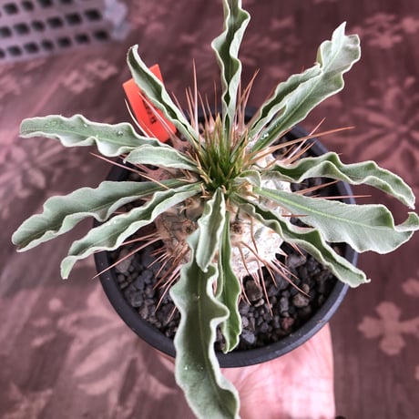 packypodium  namaquanum 光堂《L size》littmon seed🌱※激希少big光堂‼︎時間かけしっかり育てた渾身の一株‼︎※mad  black pot植え