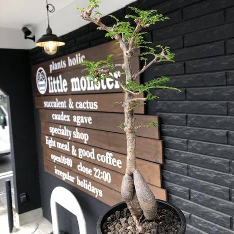 operculicarya decaryi  littmon seed🌱 《5年株》※極太幹にボコボコ感強く選抜株‼︎枝もパワータンクも太く良株※mad  black  pot植え