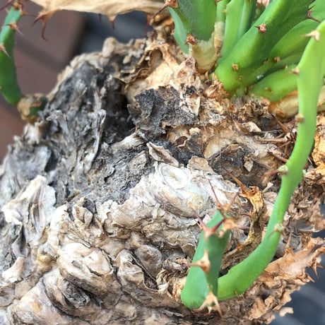 euphorbia clavigera 《M size》※現地球株発根済※ワイルドすぎる勲章（傷跡）を持ち樹形バランスも抜群な良き出立ちな一株※black pot植え