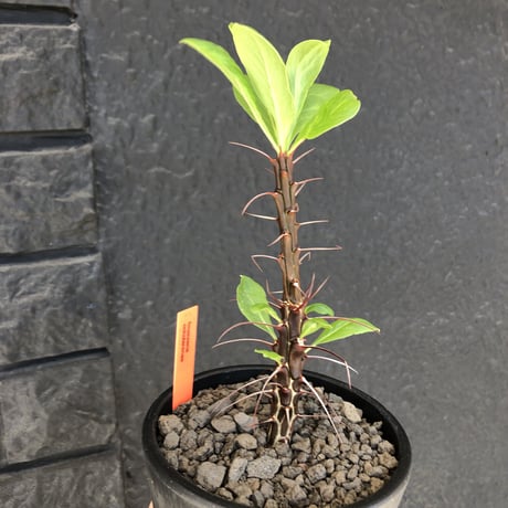 fouquieria  ochoterenae《M size》※ワインレッドcolorの幹に赤とシルバーの棘、そして波打ち葉が特徴点な大変カッコいい一株‼︎※mad black pot植え※限定２株