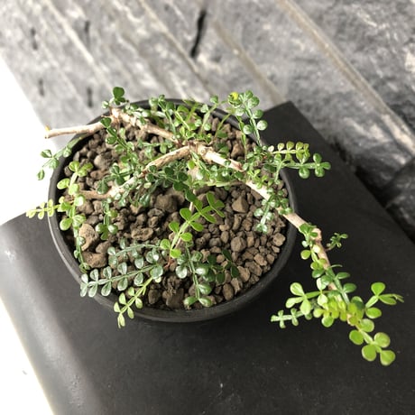 opercullicarya decaryi  littmon  seed🌱  《3年株》※成長早く例年変化感じながら育てられるlowに作り込んだ良樹形※mad  black  bowl pot植え