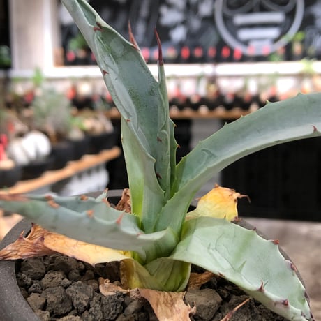 agave zebra《M size》※現地球株発根済※美しいゼブラ模様の良きサイズ感な人気者※black pot植え