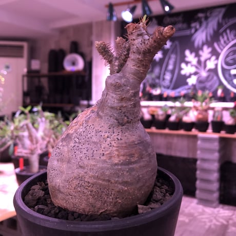 packypodium  gracilius《大きめM size》※現地球発根済株※希少二頭枝の現地焼けぼってりグラキ‼︎良きバランスな選抜株※mad black pot植え