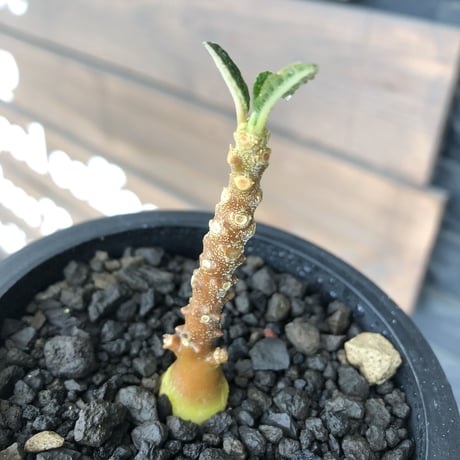 希少‼︎ dorstenia   gigas《大きめS size》littmon  seed🌱（実生株）※今季成長&枝振りに期待できる将来有望人気者ギガス※mad black pot植え