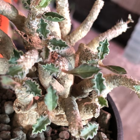 euphorbia tulearensis《L  size》※大変良き塊根と激しい枝振りを持つ希少性激高塊根ユーフォルビア‼︎丈も締まった将来有望株※mad black bowl pot植え