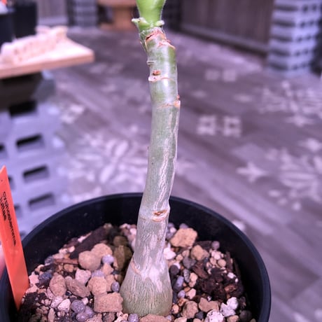 cyphostemma   juttae《M  size》