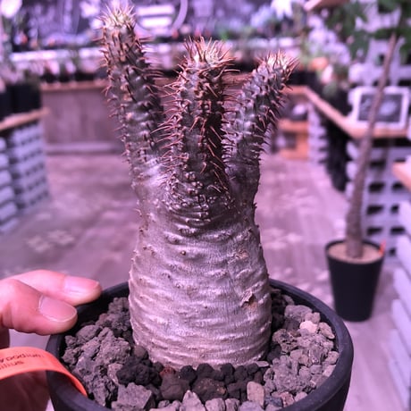 packypodium  gracilius《S  size》※現地球発根済株‼︎※オーソドックスなbalance良きグラキ‼︎※mad black bowl pot植え