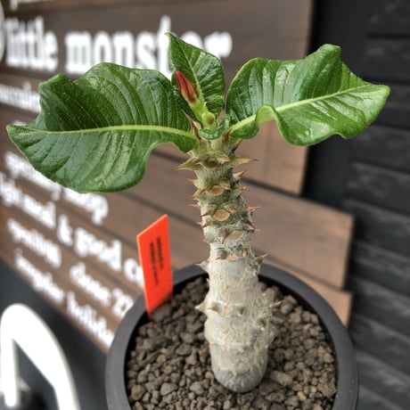 pachypodium  windsori i× baronii  《M size》希少※現地実生発根済株※成長楽しみな双方の良さが活きた将来有望株※mad black pot植え