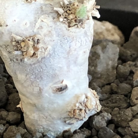 sarcocaulon peniculinum《大きめS size》激希少種※現地球発根後店主国内管理5年株※堪らないほど極白の美しい一株※mad black pot植え