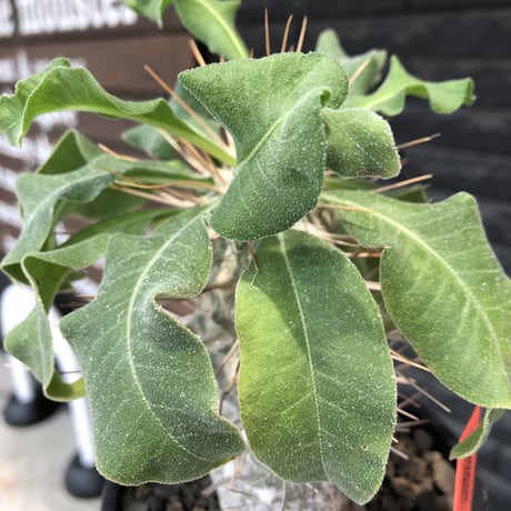 pachypodium namaquanum 光堂《大きめL size》littmon seed🌱※中々見かけないはずのサイズ感と美しい極白肌が堪らない一株※mad black pot植え