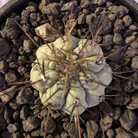 copiapoa   cinerea  長刺白棘黒王丸《大きめS size》希少※現地球株カキ仔自根株‼︎※mad black bowl pot植え