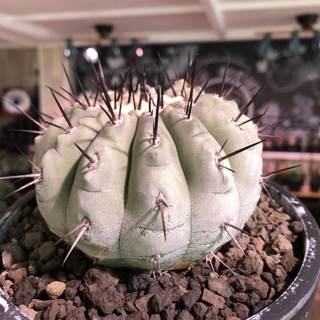 copiapoa   cinerea  黒王丸《L size》激希少‼︎※現地球発根済株※店主国内管理10年株※選抜特選株※mad black marble bowl pot植え