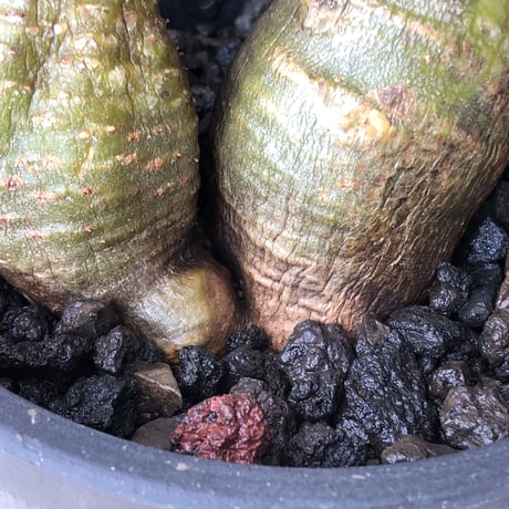 pachypodium gracilius《M size》※現地球株発根済※希少‼︎w-he'd＆極green肌で愛らしいぼってり樹形※black pot植え