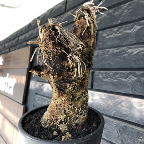 xerophyta trichophylla《S size》※現地球発根後店主国内管理2年株※驚愕強靭株※枝振り良くweightもlow‼︎かわいい小振りサイズ※mad black pot植え