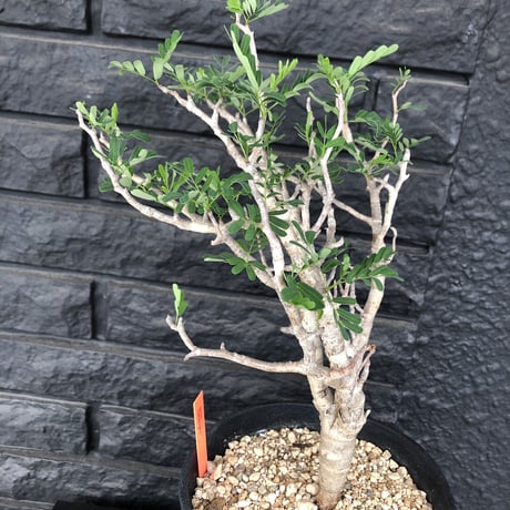 senna  meridionalis《M size》おススメ株