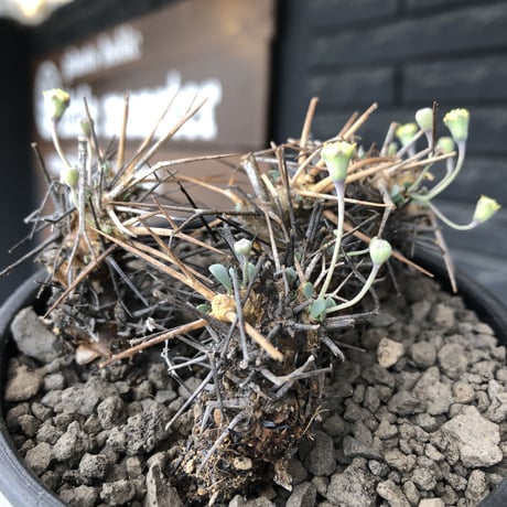 othonna  euphorbioides《M size》black肌※現地球発根後店主国内管理3年株※低重心weight低く堪らない良樹形※mad black bowl pot植え