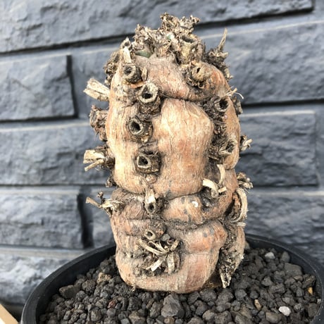 euphorbia   mlanjeana《M size》驚愕株‼️激希少‼︎‼️ ※mad black pot植え  ⚠️店舗用在庫ございます。お問い合わせ下さい。