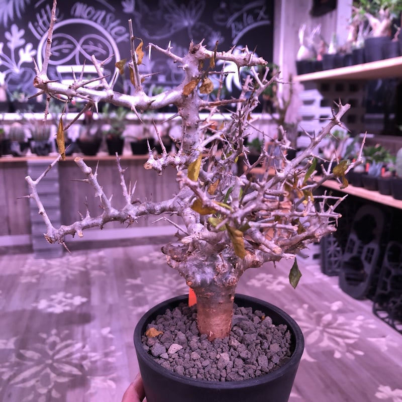commiphora simplicifolia《 M size》発根済み株※silve