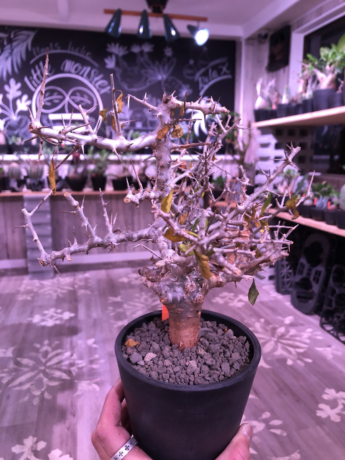 commiphora simplicifolia《 M size》発根済み株※silve