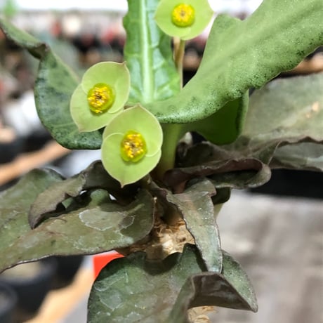 euphorbia francoisii《大きめS size》※現地球株発根済※稀なほど美しい白さと愛らし過ぎるまん丸ボディーが堪らない‼︎花付きも良き一株※black bowl pot植え