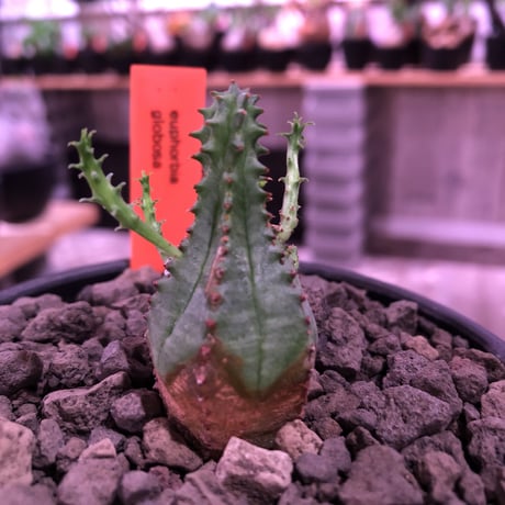 euphorbia    globosa《S size》※小振りでも丸々ぼってり存在感抜群‼︎例年見る見る子吹き群生化する育て甲斐のある子※mad black pot植え