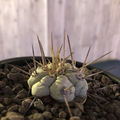 copiapoa   cinerea  長刺白棘黒王丸《小さめM size》激希少‼︎※現地球株カキ仔自根株※現地球のDNAを引き継いだ白肌※mad black bowl pot植え
