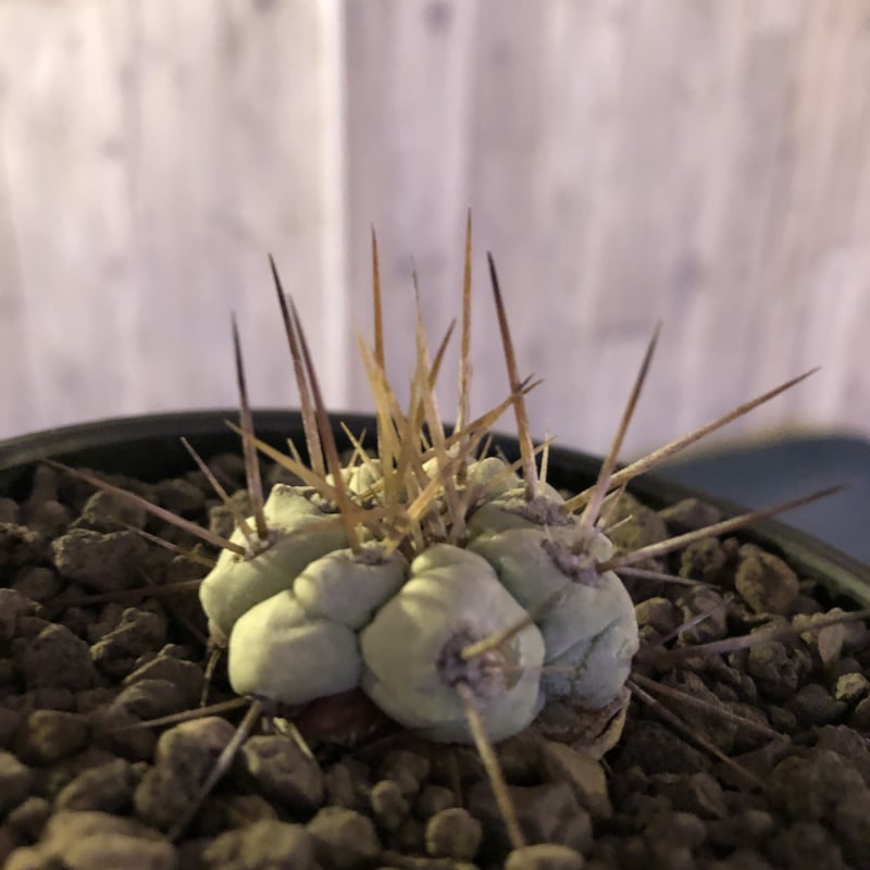 白肌　黒王丸　長刺　自根 サボテン：コピアポア 白刺黒王丸*幅24cm 現品 一品限り