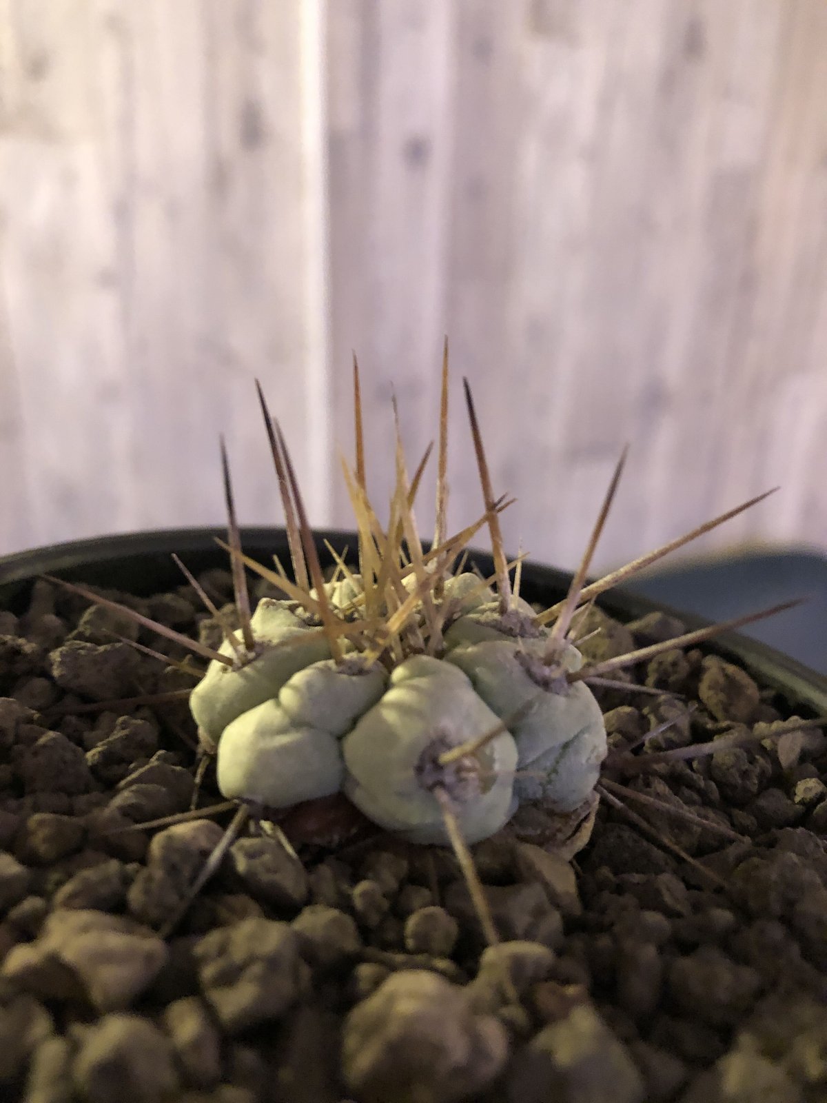 白肌　黒王丸　長刺　自根 白肌 黒王丸 長刺 自根