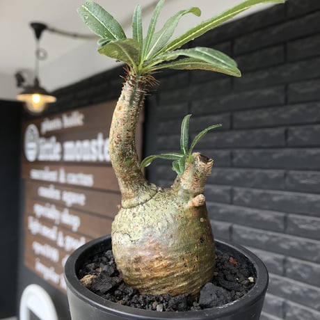 pachypodium gracilius《S size》極green肌&ぼってり樹形※現地球発根後店主国内管理2年株※丸み強く絶妙な捻くれ枝振りも愛くるしい一株※mad black pot植え