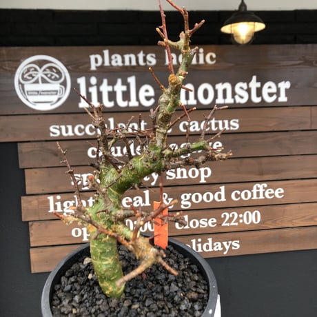 commiphora  myrrha《大きめM size》※現地球発根後店主国内管理8年株（店主私物株）※良き佇まいな激希少種※mad black bowl pot植え