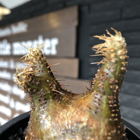 packypodium  gracilius《大きめS size》希少二頭枝※現地球発根済株※店主国内管理2年株※歪感のあるぼってり樹形が逆に堪らなく愛くるしい一株※mad black pot植え