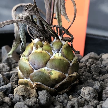 othonna   lepidocaulis《S size》※littmon seed🌱※ボール型からの成長と表皮の変色の変化も楽しめる一株※mad black pot植え
