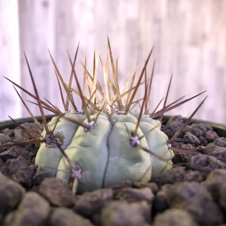 copiapoa   cinerea  長刺白棘黒王丸《大きめS size》希少※現地球株カキ仔自根株‼︎※mad black bowl pot植え