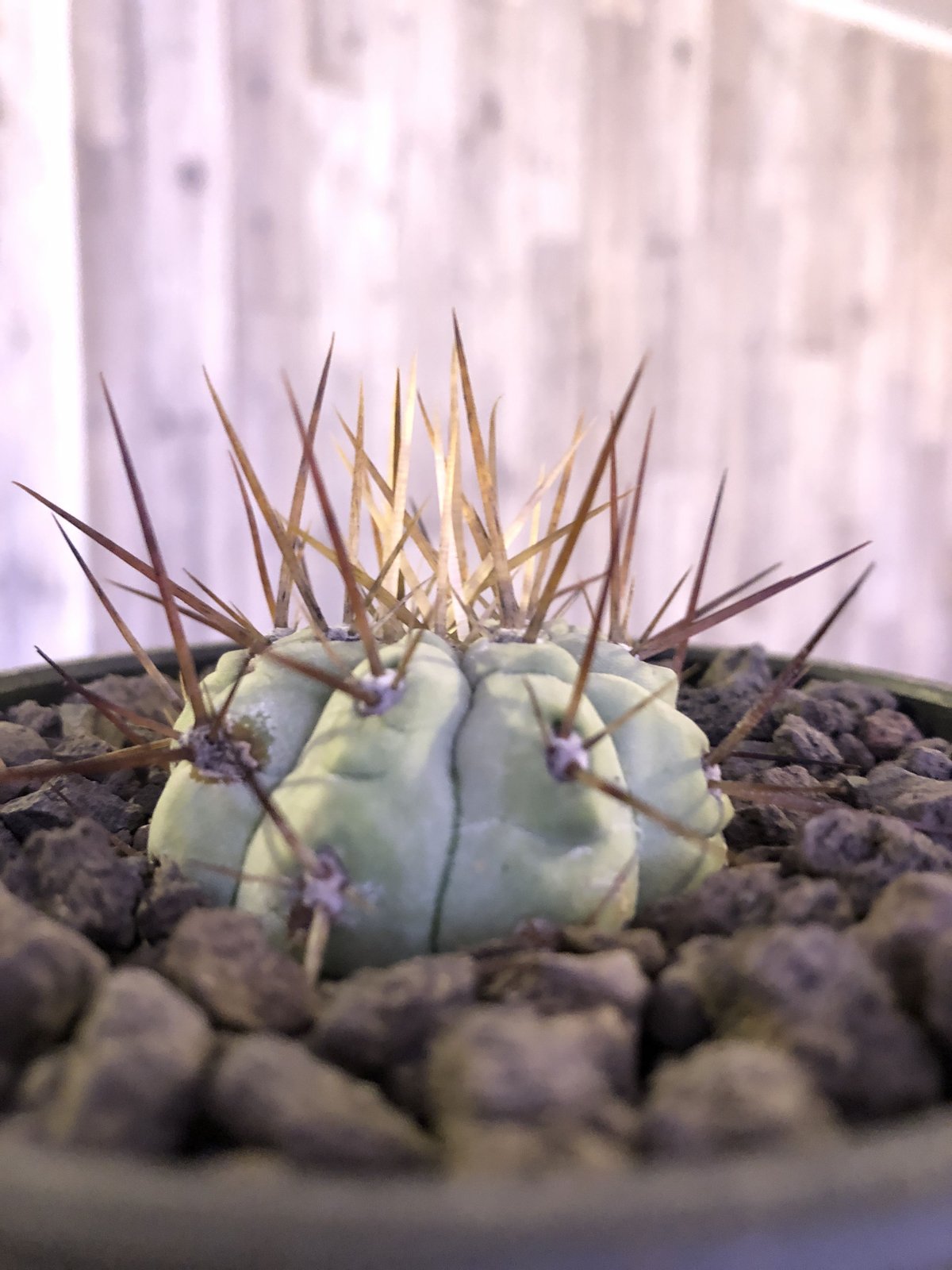 copiapoa cinerea 長刺白棘黒王丸《大きめS size》希少※現地球株 copiapoa cinerea 長刺白棘黒王丸《大きめS size》希少※現地球株