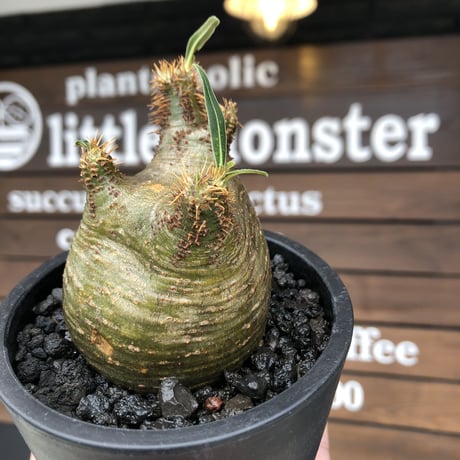 pachypodium gracilius《大きめS size》希少‼︎green肌※現地球発根済株※店主国内管理2年株※weight低き捻くれぼってり樹形が堪らない※mad black pot植え