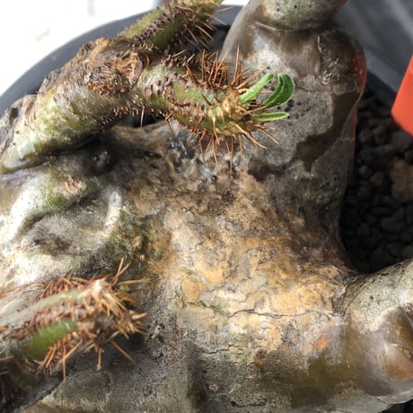 pachypodium gracilius《L size》※現地球発根後店主国内管理4年株※ぼってり偏平樹形にガクガク枝振りが堪らない一株‼︎※mad black bowl pot植え
