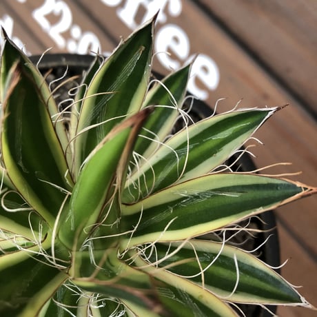 agave filifera ssp.schidigera班入り《大きめM size》※現地球発根後店主国内管理2年株※ボリューム感&美しさ&締まり良き一株※mad black bowl pot植え