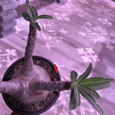 pachypodium  gracilius《L size》※現地球株発根済み株‼︎  （限定1株）球体balance良き、おすすめグラキリス※mad black bowl pot植え‼︎