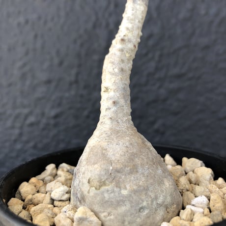 packypodium    windsorii《S  size》