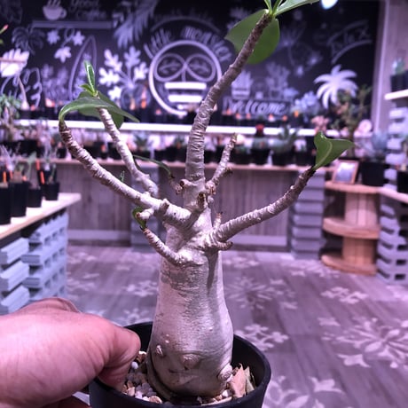 adenium    socotranum  《M  size》