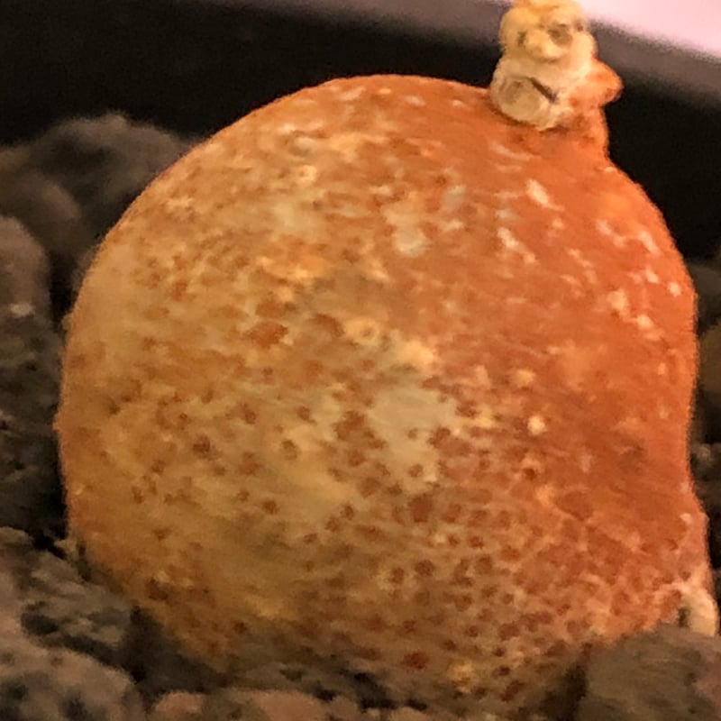 激レア】コケロミン