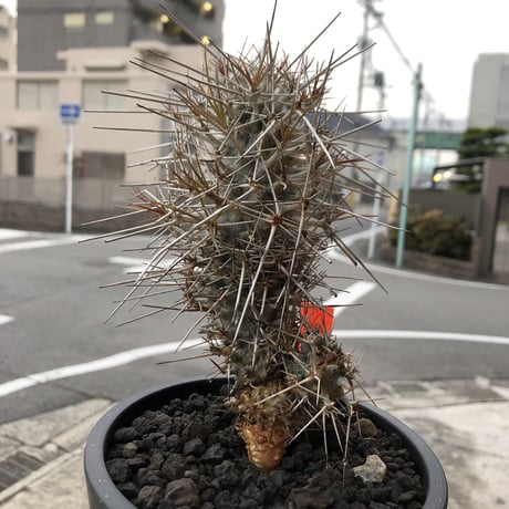 didierea  madagascariensis《M size》Ｗ-he'd株（二分頭）※激希少株※シルバーの棘に覆われたイカした奴　※mad  black  pot植え