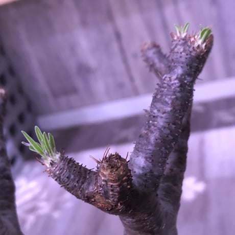 packypodium  gracilius《L  size》※現地球発根済株‼︎ ※現地球らしい傷を持ち、どっしり構えの短枝二頭枝グラキ※mad black pot植え