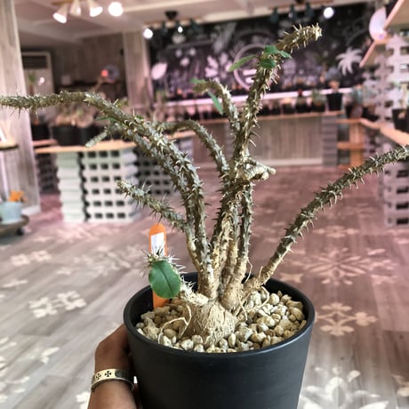 euphorbia    sakarahaensis《M size》