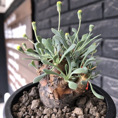 othonna  euphorbioides《M size》※現地球発根後店主国内管理3年株※株元は太く綺麗目肌の持ち主‼︎※mad black pot植え