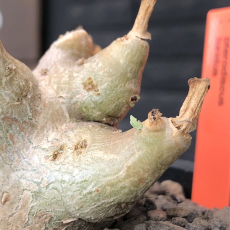 pterodiscus luridus 《M size》極低重心株※現地球発根後店主国内管理2年株※balance良く、丸々し極低重心株※mad  black bowl  pot植え