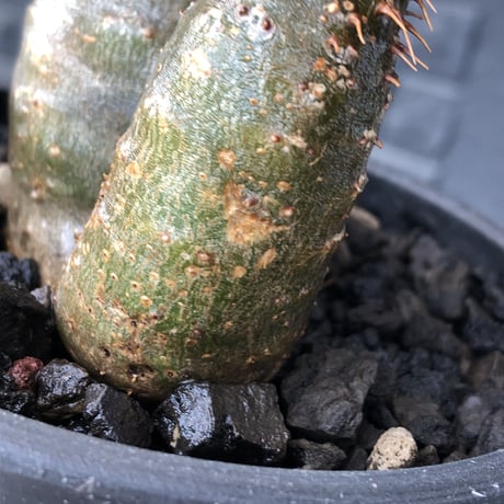 pachypodium  gracilius《M size》希少‼︎ニ頭枝w-he'd＆極green肌株※現地球発根後店主国内管理2年株※極green肌良樹形双頭株※mad black pot植え