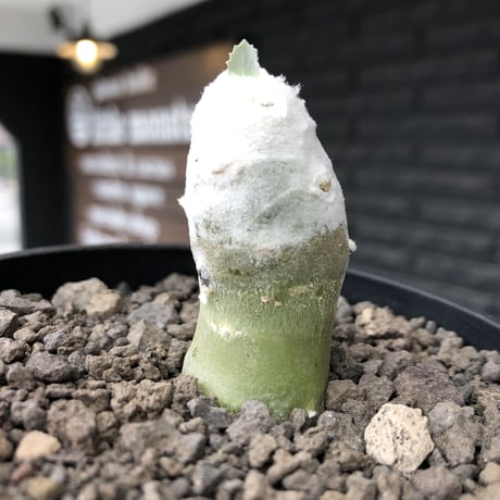 othonna   cyclophylla《大きめS size》※littmon seed🌱※白く丸々とした可愛さからの今後の成長と表皮の変色も楽しめる一株※mad black bowl pot植え